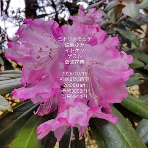 ミドリトモヒデ